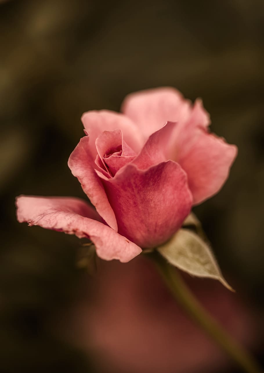 Flower, Pink, Plant, Nature, Macro, rose, red rose, flower picture, petal, flower head