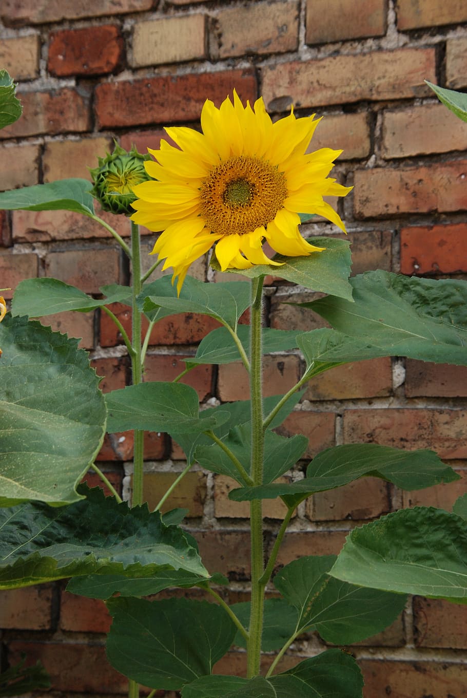 pared, planta, flor, girasol, amarillo, verde, semilla, naturaleza, planta  floreciendo, crecimiento | Pxfuel