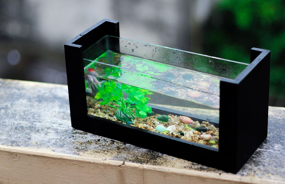rectangular, clear, glass fish tank, Fresh, Aquarium, Fish, Plant, aquarium plant, electronics industry, technology