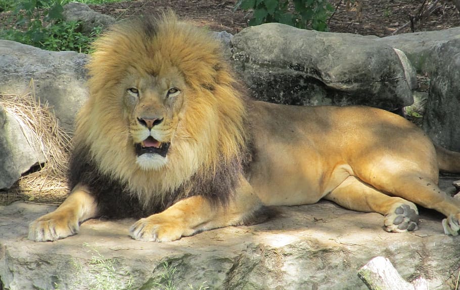 lying, gray, rock, Lion, Feline, Big Cat, king of the jungle, male, predator, wildlife