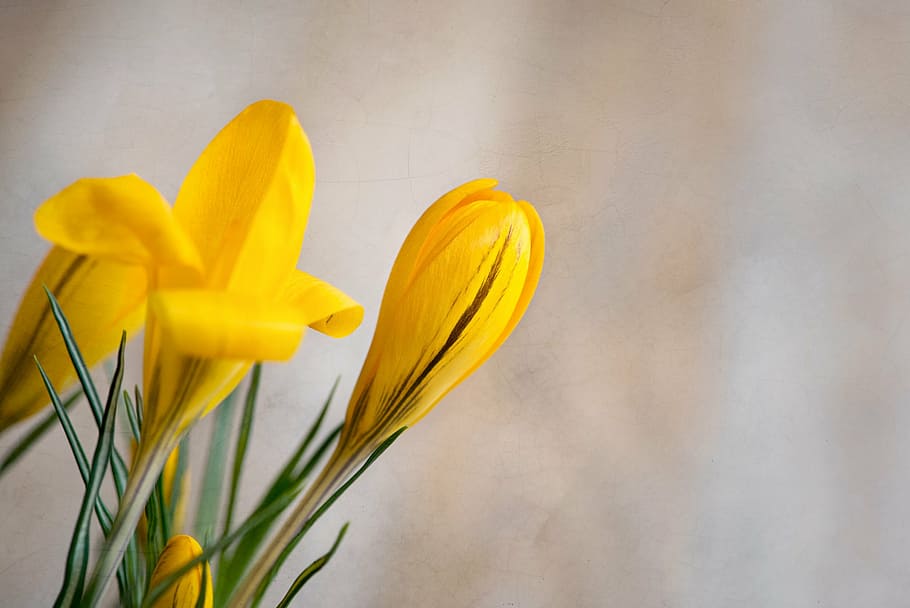 close-up photography, yellow, flower bud, flowers, crocus, yellow spring flower, spring flower, spring, tender, spring messenger