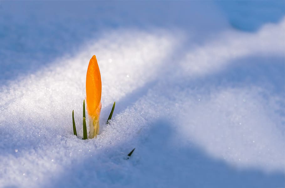 superficial, fotografía de enfoque, amarillo, flor de pétalo, cubierto, campo de nieve, despertar la primavera, azafrán, flor, nieve
