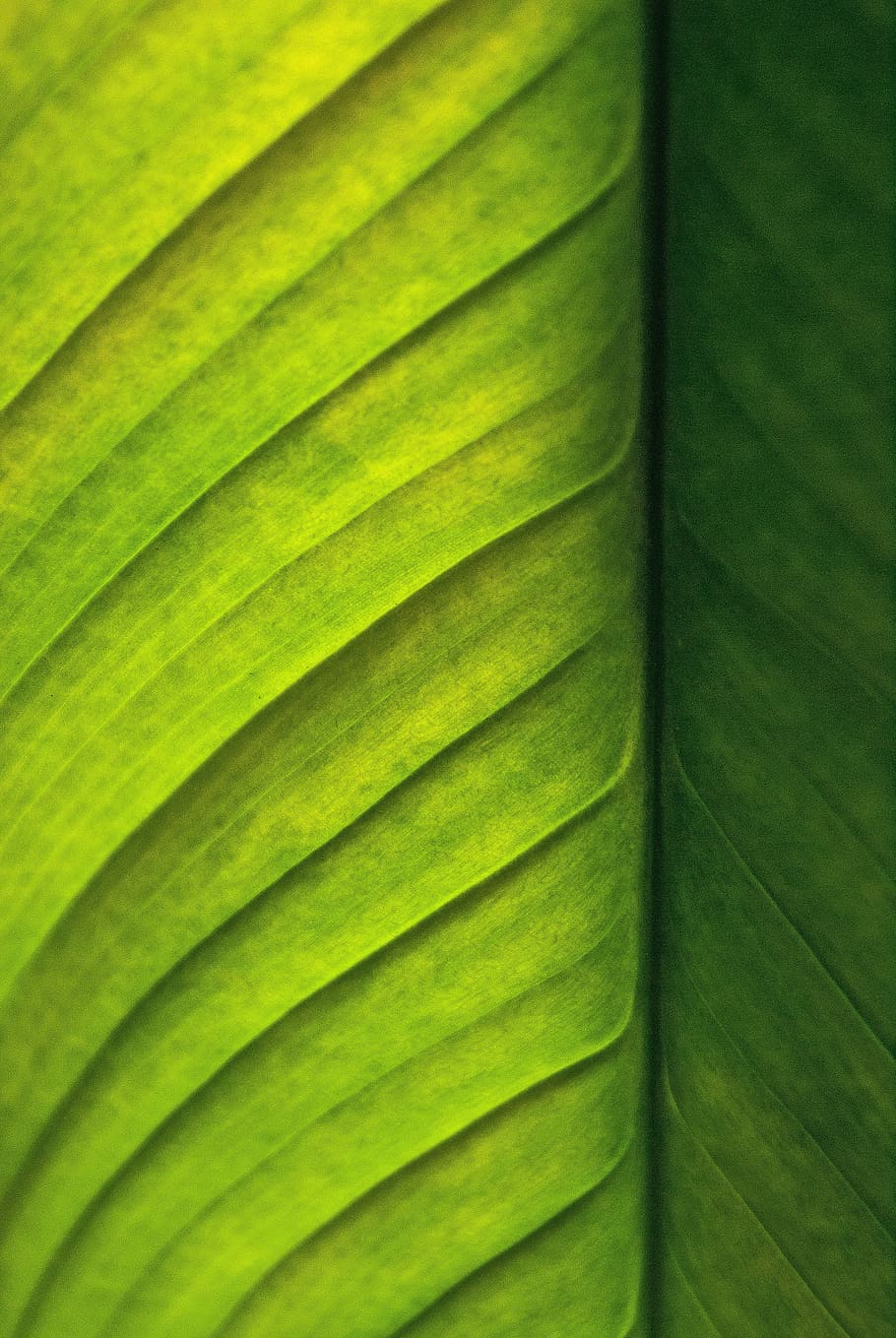 leaf, green, nature, plant, green leaf, lighting, closeup, leaf texture, leaf veins, summer