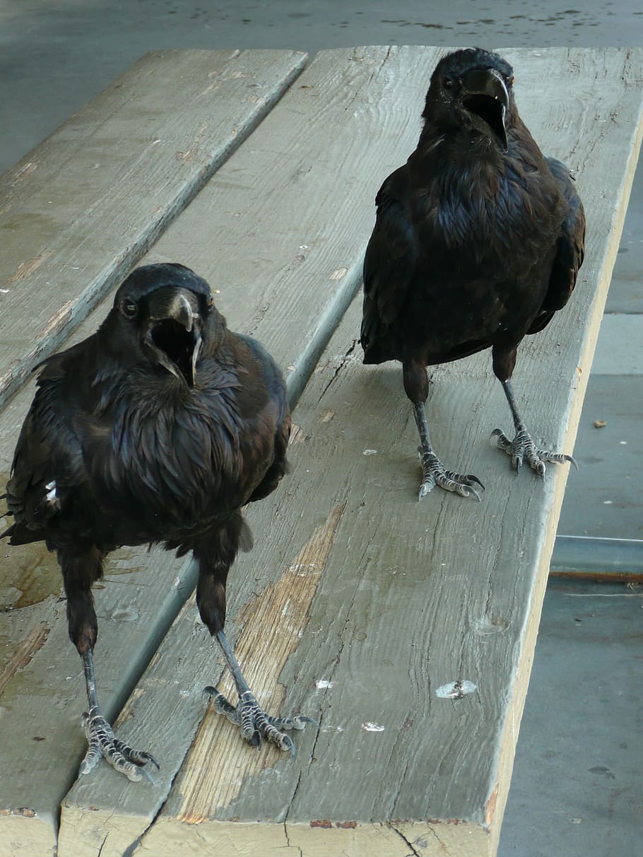 two, short-beak, black, birds, table, raven, crow, bird, dark, animal