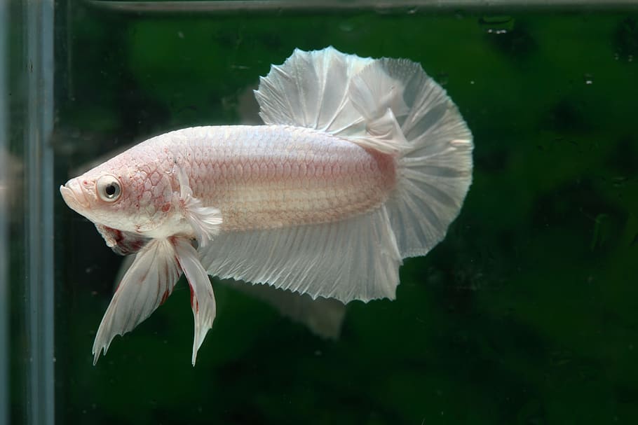 white betta fish, Betta, Fish, betta, fish, hmpk, one animal, underwater, sea life, close-up, swimming