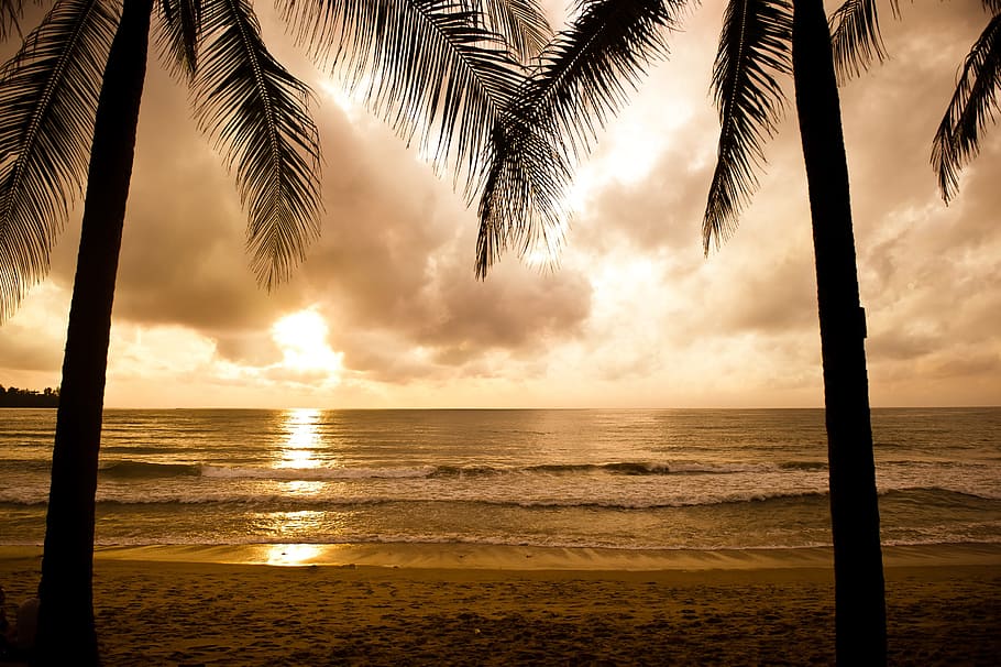 silueta, dos, cocoteros, dorado, hora, playa, phuket, naturaleza, mar, puesta de sol