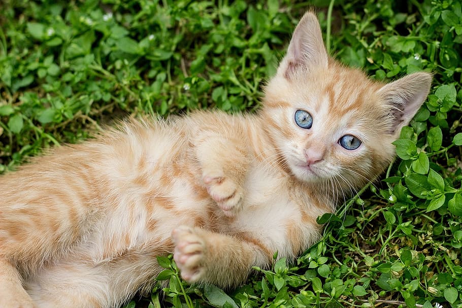 Naranja, gato atigrado, gatito, hierba, gato rojo, gatito jengibre, joven, rescate, refugio, adoptar
