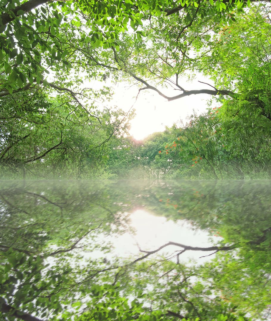 fotografia de paisagem, corpo, agua, cercado, árvores, reflexão da água, paisagem, luxuriante, tempo bom, rio