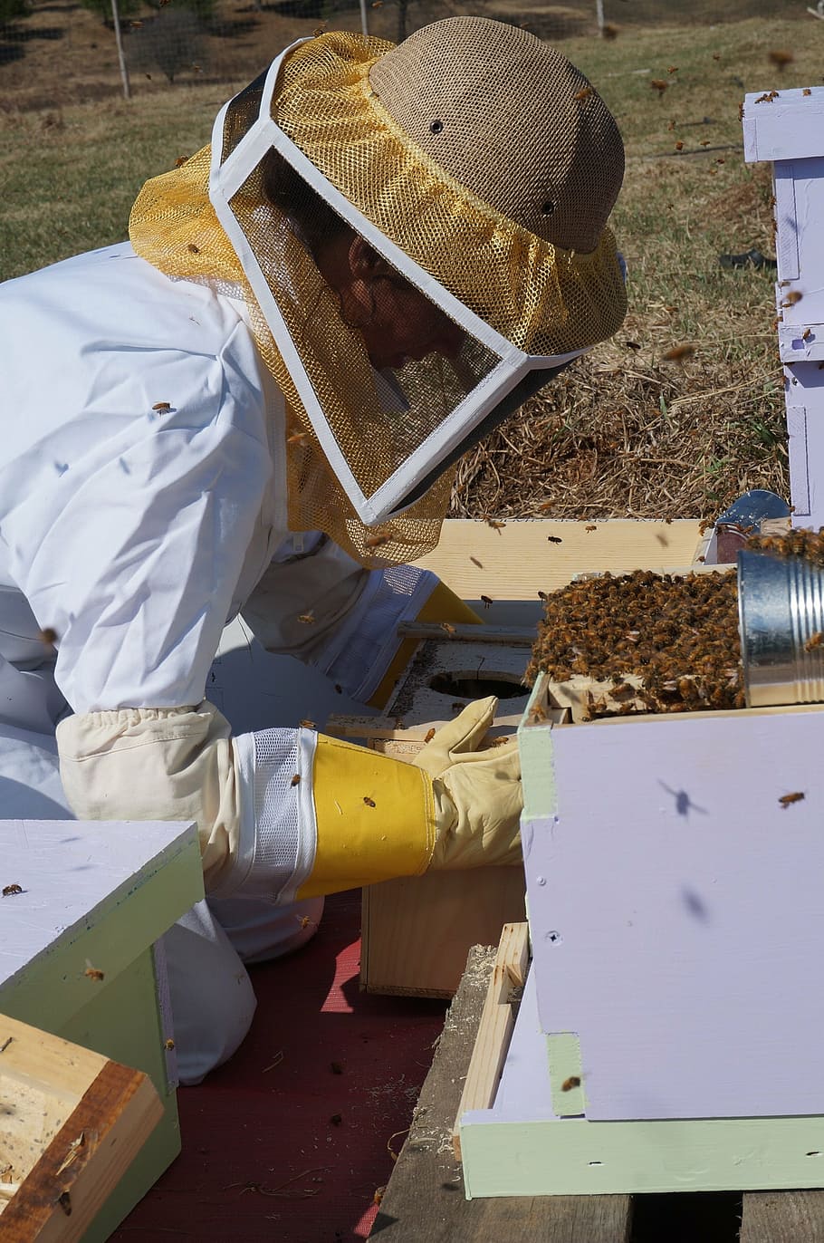 Persona, vistiendo, protector, traje, mirando, abejas, agricultura, apicultura, miel, colmena