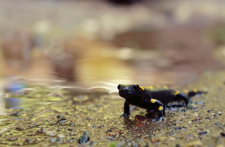 salamander, ali, anatolia, hitam, kuning, tema hewan, hewan, satu hewan, hewan di alam liar, satwa liar hewan
