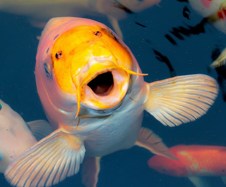 gold, white, koi fish, rising, surface, water, ornamental fish, koi, díszponty, fish