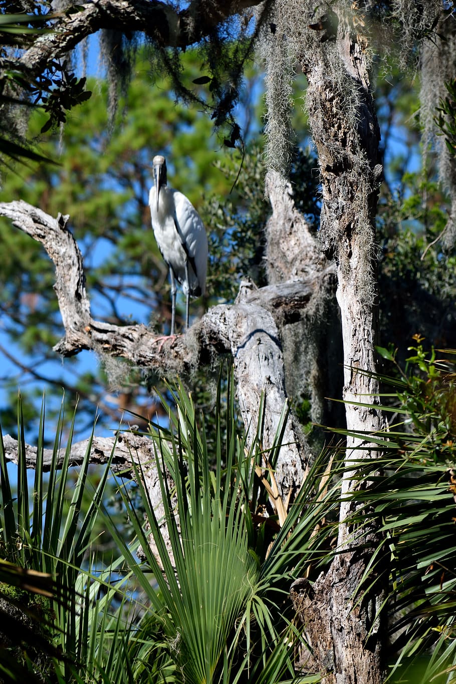 wood stork, bird, wildlife, nature, trees, wilderness, tropical bird, florida, usa, stork