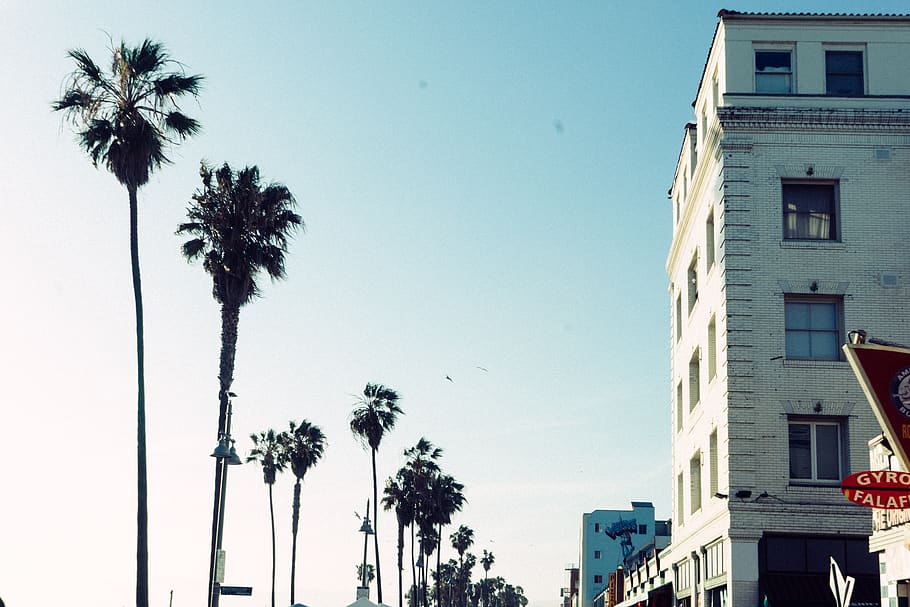 palmeiras, sol, verão, azul, céu, edifícios, cidade, giroscópio, falafel, palmeira