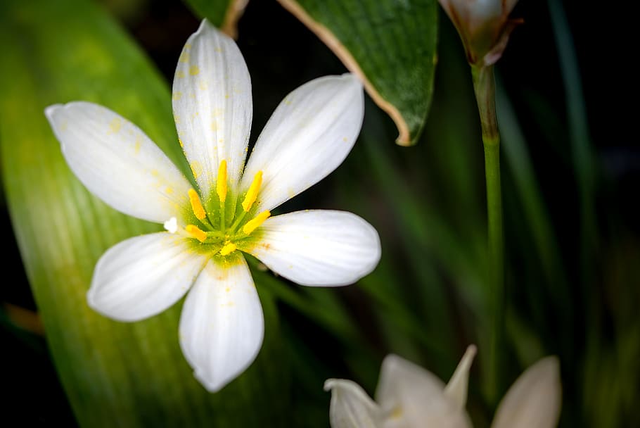 Zephyranthes candida, close, view, six-petaled, flower], flower, flowering plant, plant, beauty in nature, freshness