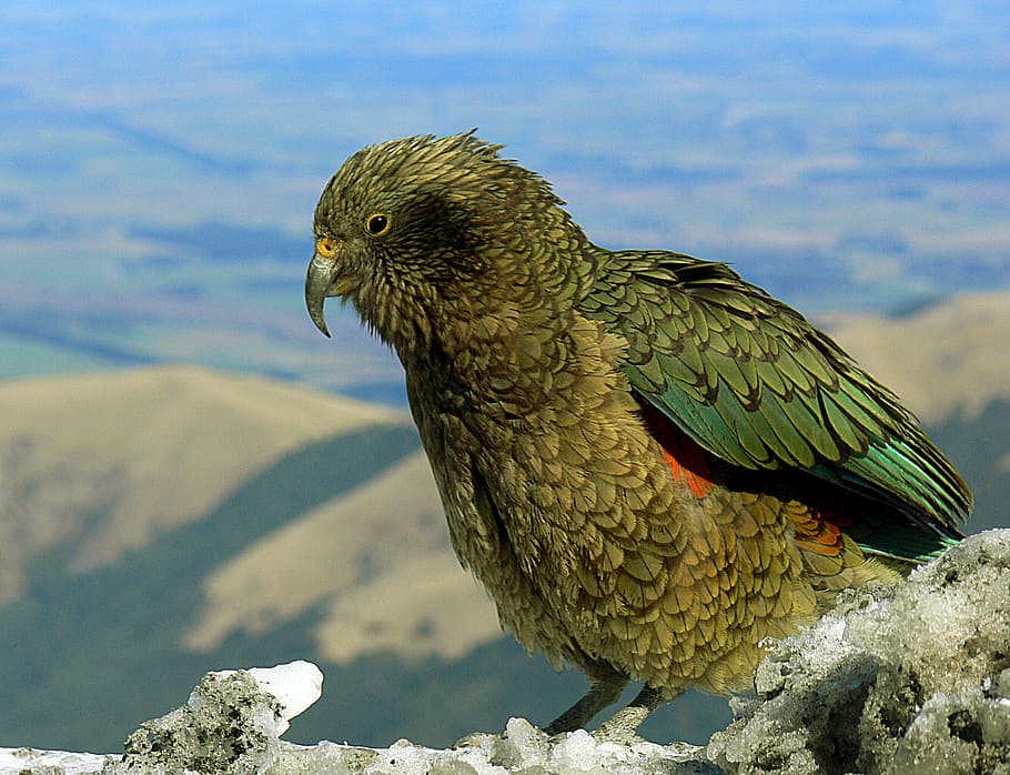 NZ, green parakeet, animal wildlife, animal themes, animals in the wild, animal, bird, one animal, vertebrate, day