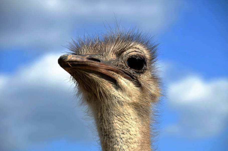 el avestruz, cabeza, mueca, vista, estúpido, pájaro, no volador, pelusa, pico, Animal