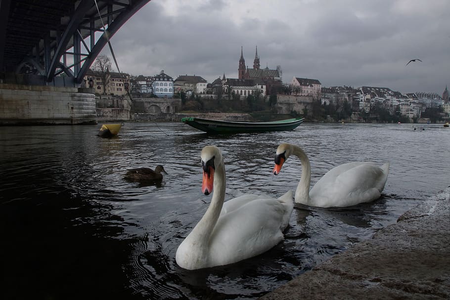 basel, two swans on canal, water, built structure, architecture, bird, animals in the wild, animal wildlife, vertebrate, sky