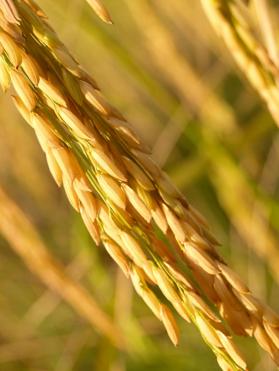 rice grains, agriculture, asia, autumn, botany, cereal, crop, dinner, dry, east asian culture