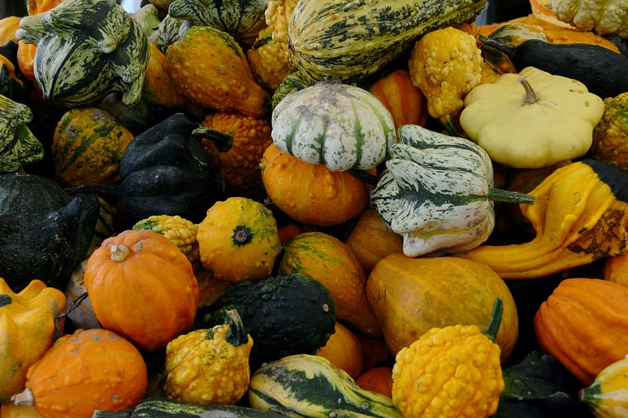 pumpkins, autumn, fruit, colorful, vegetables, golden autumn pumpkins, food, food and drink, healthy eating, wellbeing
