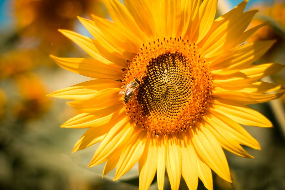 Sunflower, Bee, animals, fields, flowers, honey, nature, sunflowers, yellow, flower