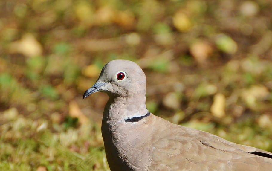 Dove, Collared, Bird, City, City Pigeon, bird, foraging, poultry, garden, animal, nature