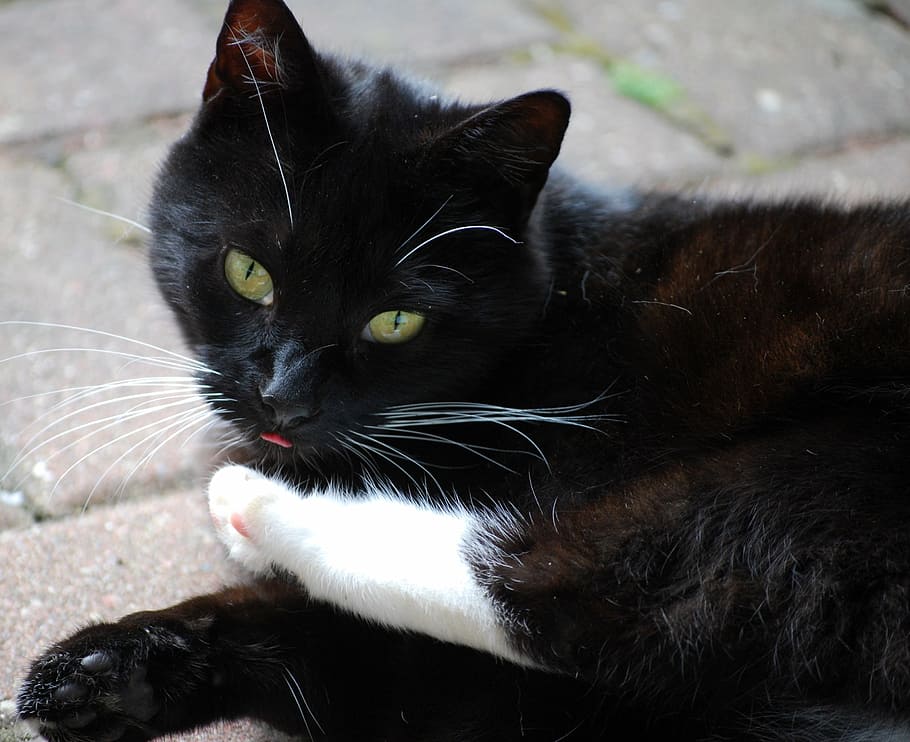gato, preto, bonito, gato preto, animal de estimação, olhos de gato, cara de gato, relaxar, língua, meias brancas