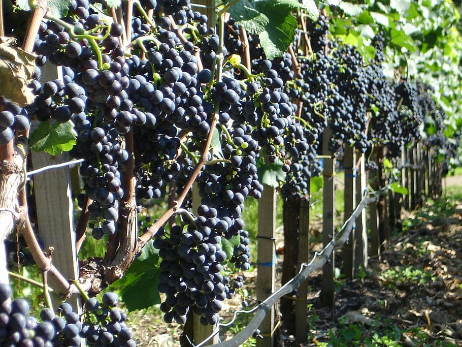 grapes, plant, wine, cultivation, fruit, grape, growth, agriculture, vineyard, food and drink