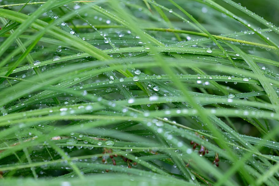 grama, orvalho, chuva, molhado, gota, bokeh, plano de fundo, natureza, ao ar livre, meio ambiente