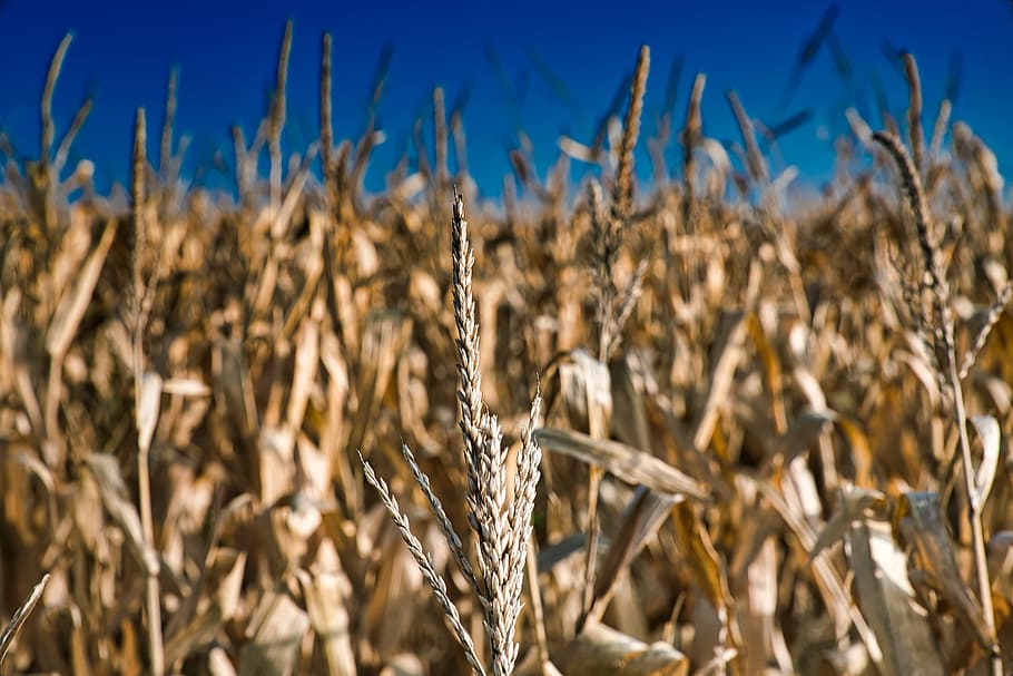 Milho, campo, graikns de trigo, colheita, planta de cereal, agricultura, planta, terra, crescimento, cena rural