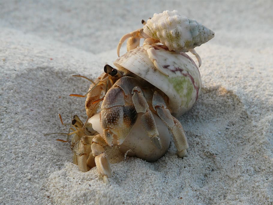 cancer, sand, holiday, sea, tropical, crab, shell, island, holidays, animal Shell
