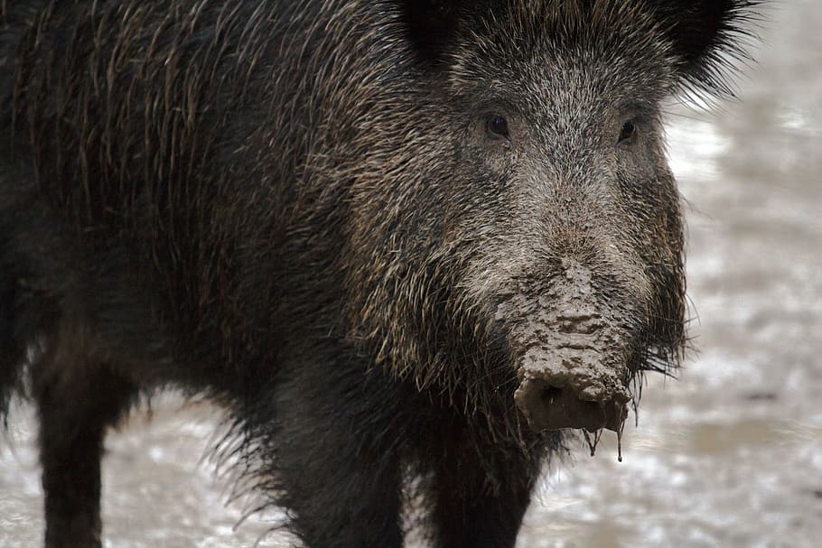 black, pig, covered, mud, wild, wild boars, forest, wild Boar, animal, mammal