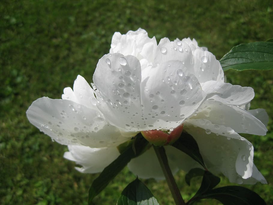 Peonía, Flor, Blanco, Florece, la peonía, bajo la lluvia, jardín, jardín de  flores, verano, gota | Pxfuel