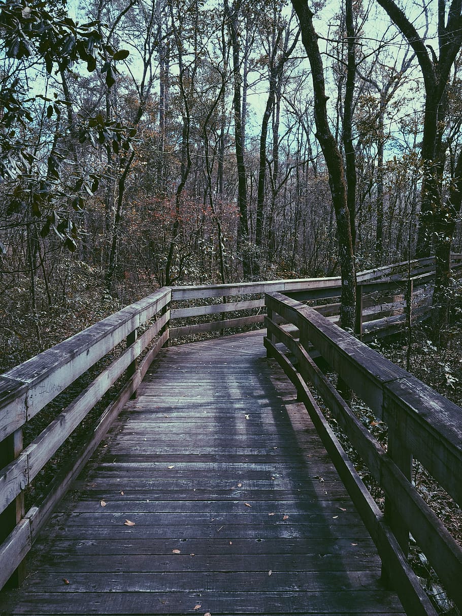 jembatan, dikelilingi, pohon, coklat, kayu, di dalam, hutan, petualangan, perjalanan, susuran tangga