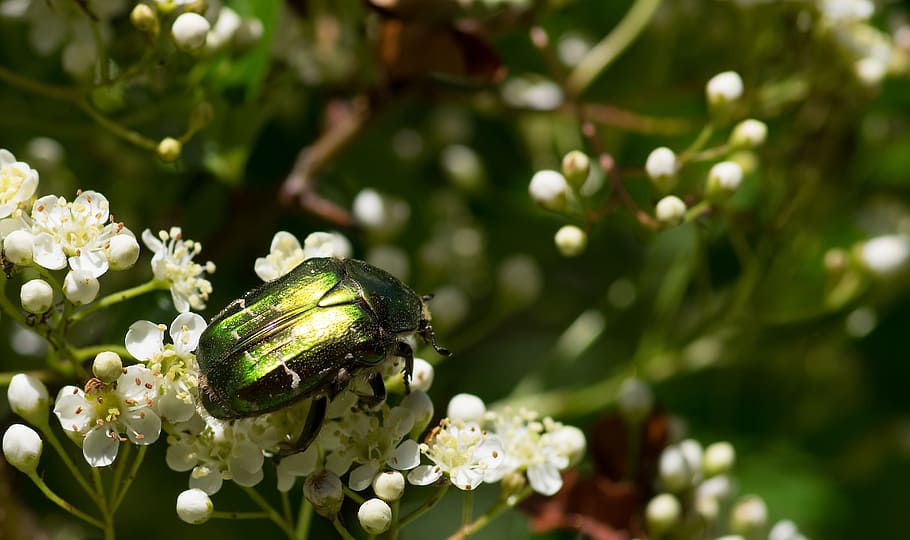 cétoine, Golden, Cetonia Aurata, cétoine golden, green insect, chafer roses, green color, flower, day, growth