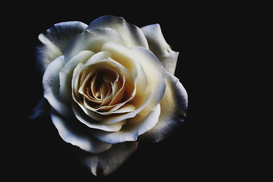 rosa blanca flor, florecer, rosa, azul blanco, fondo negro, rosa - flor, pétalo, cabeza de flor, belleza en la naturaleza, fragilidad