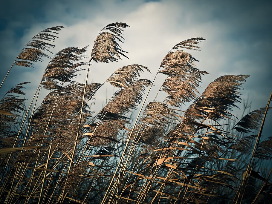 wind, blowing, wheat field, reed, grass, nature, grasses, plant, meadow, landscape