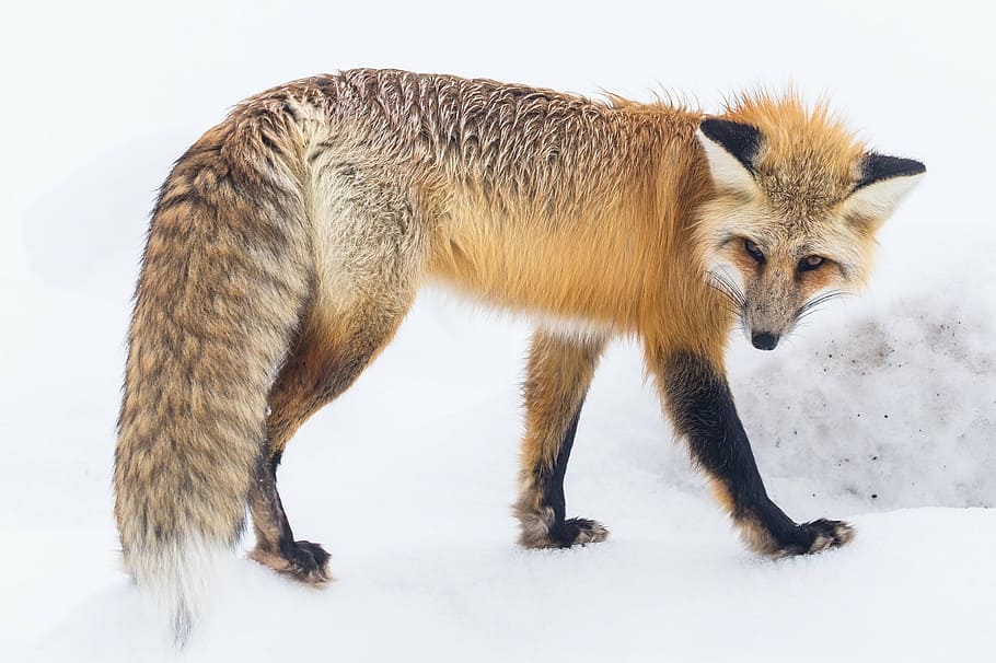 brown, black, fox, standing, white, surface, red fox, wildlife, snow, winter