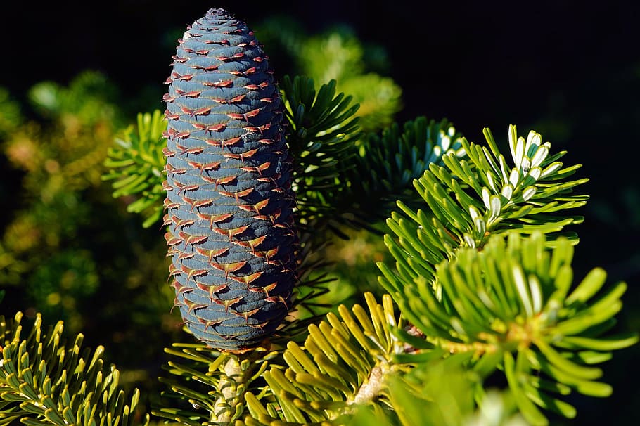 pine cones, fir, tannenzweig, tap, nature, forest, pine-like, periwinkle, fir Tree, needle - Plant Part