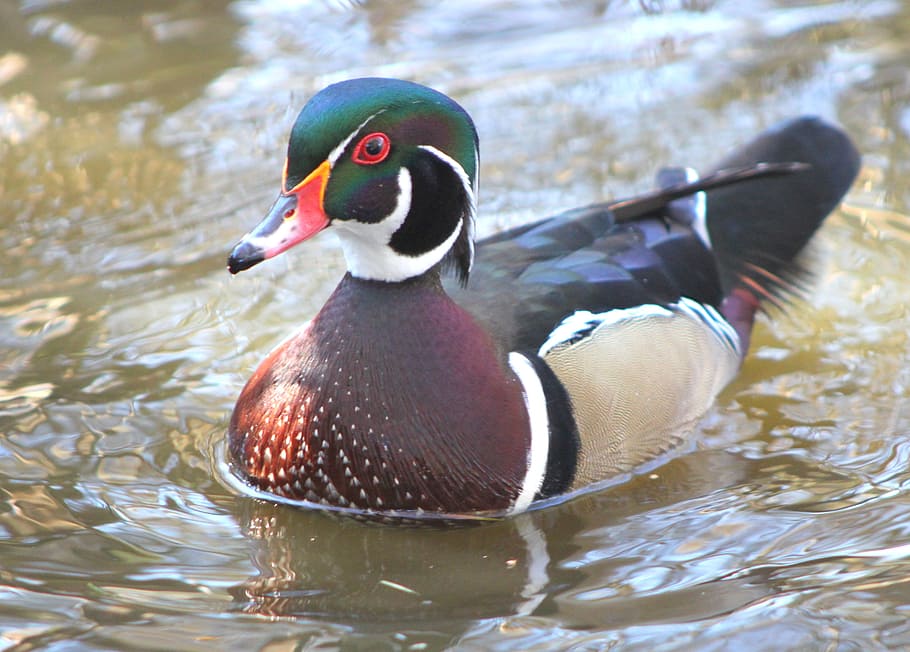 duck, wood duck, winter, wildlife, pond, male, reflection, swimming, animal themes, bird