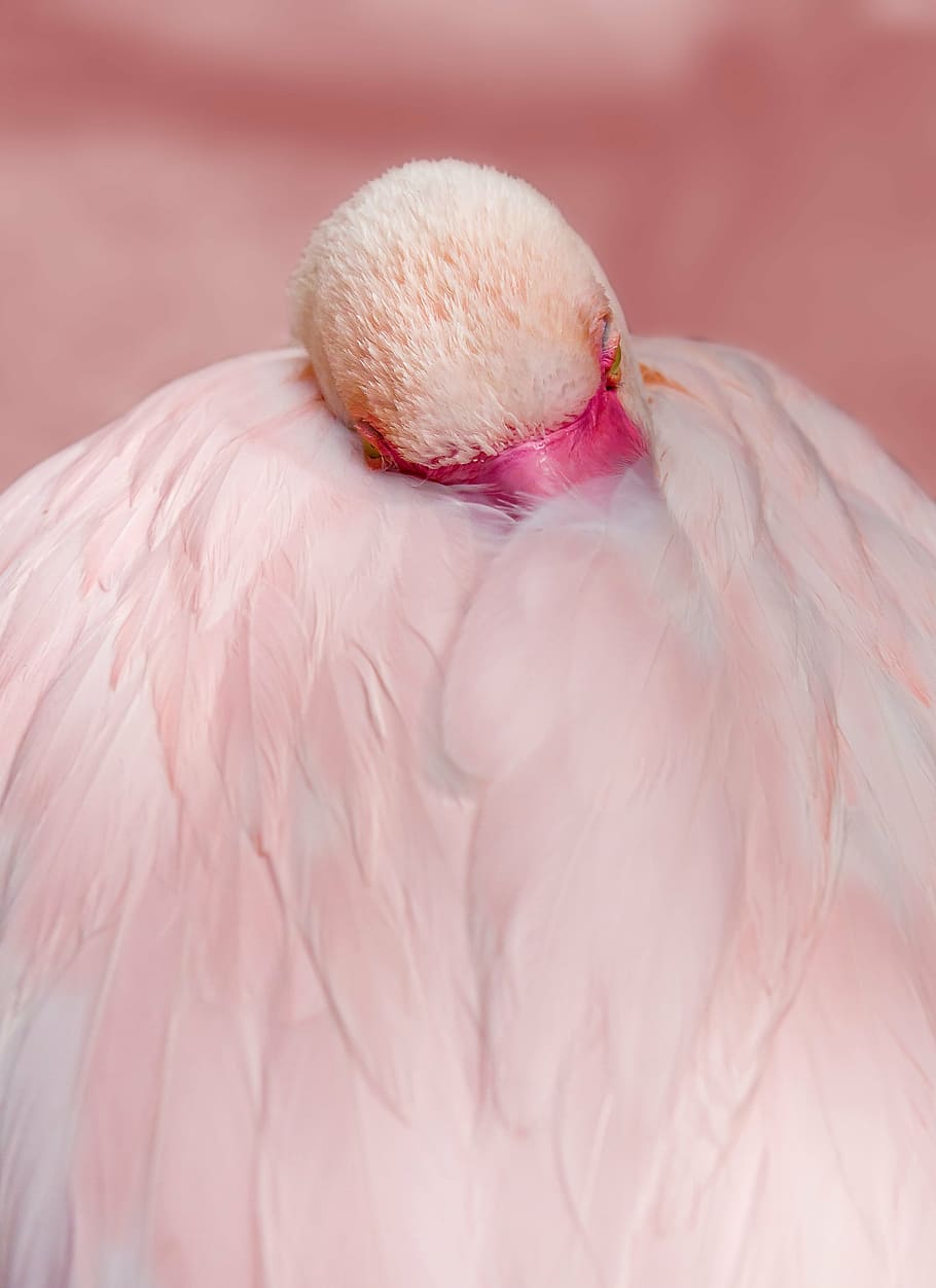 pato blanco, flamenco, rosado, pájaro, ave acuática, pluma, flamenco rosado, exótico, animal, naturaleza