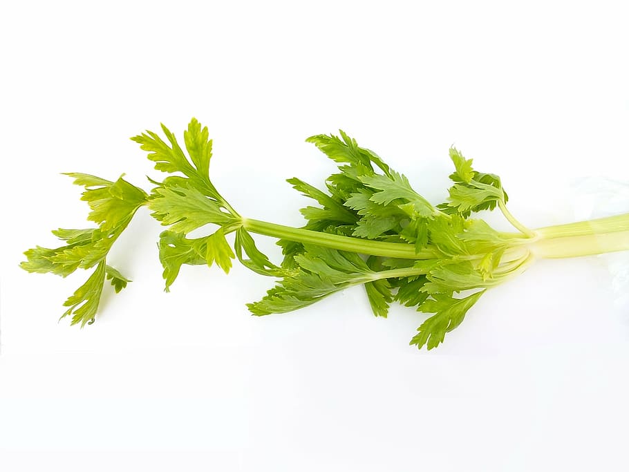 celery, white, background, vegetables, material, green, food, green color, food and drink, herb