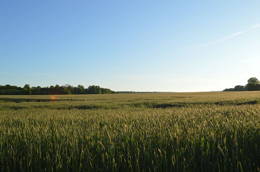 Horizon, Wheat, Sky, Natural, mark, blue sky, landscape, view, summer, cloud