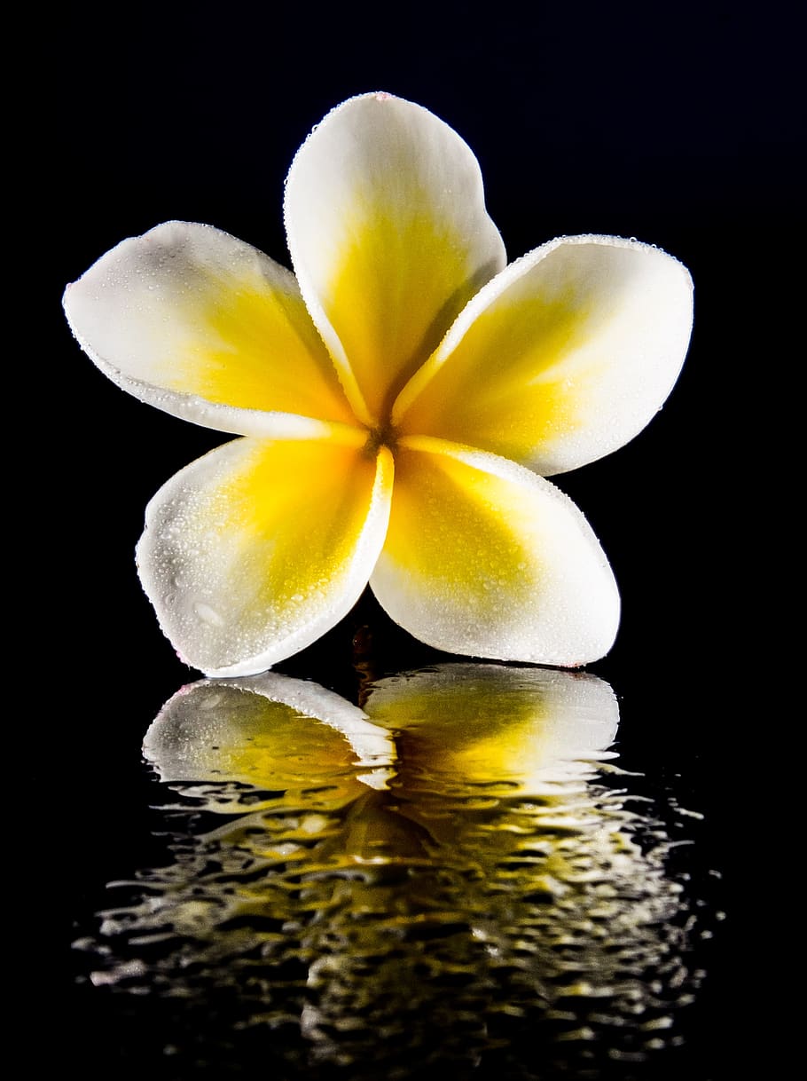 flor, floración, blanco, amarillo, frangipani, plumeria, blanco amarillo, frangipandi, flor de cebo, árbol del templo