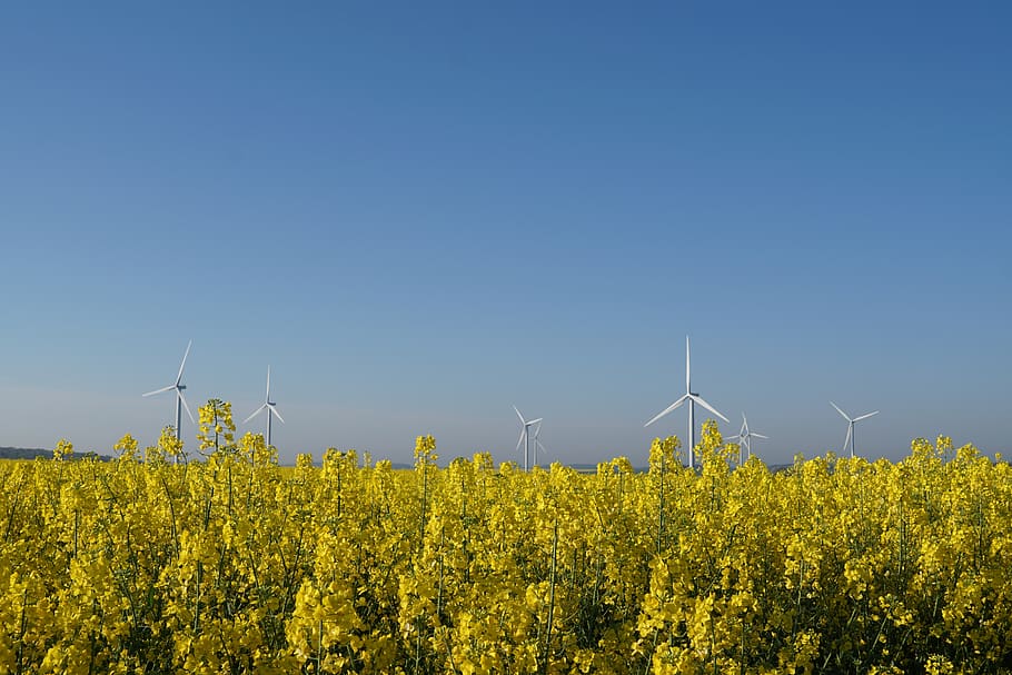 canola, field, windmill, agriculture, energy, renewable, biofuel, wind power, turbine, wind turbine