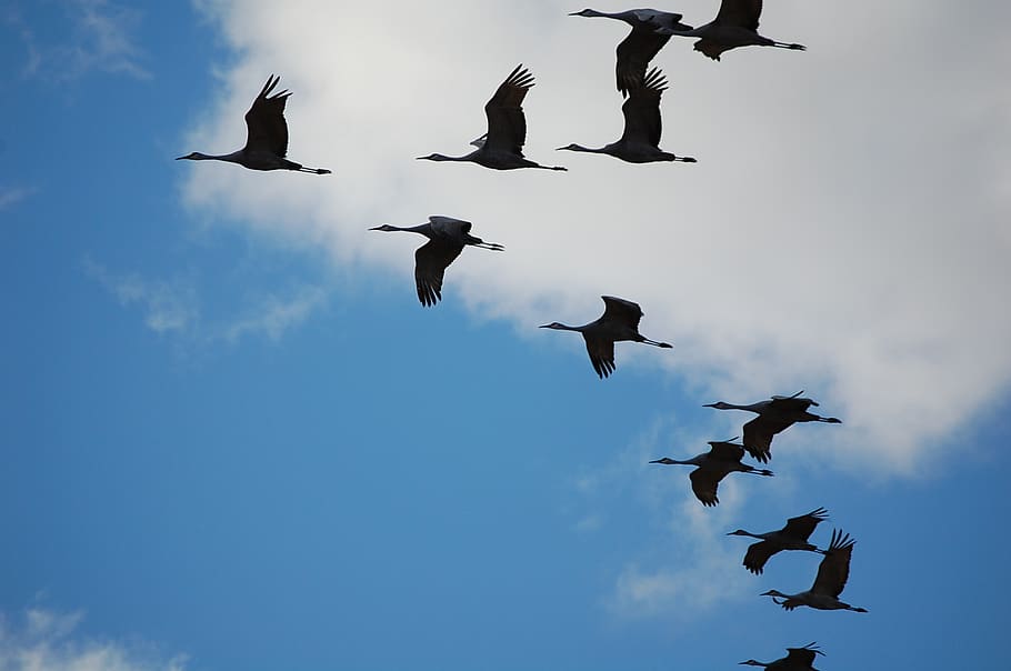 cranes, sky, whooping crane, nature, clouds, natural, flying, bird, animals in the wild, vertebrate