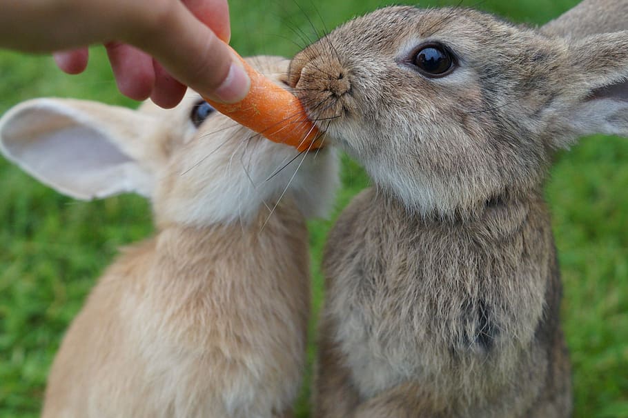 two, brown, hares, person, holding, selective, focal, Rabbit, Eat, Carrot