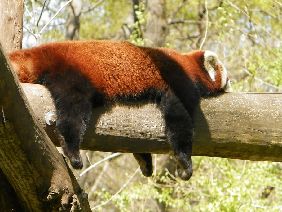red panda, panda, animal, zoo, animal themes, mammal, one animal, animal wildlife, animals in the wild, tree