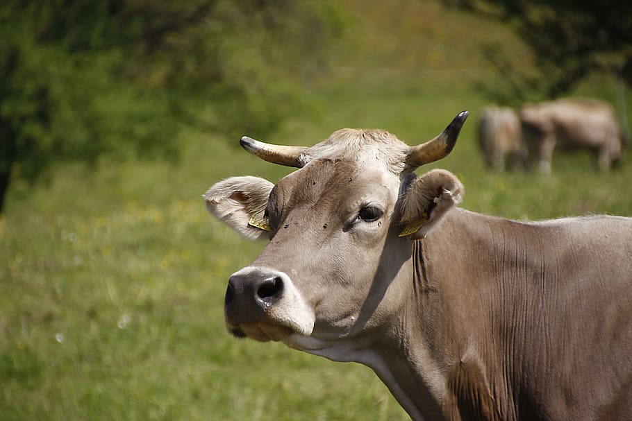 牧草地 角 乳牛 牛 茶色のスイス 牛肉 農業 動物 自然 田園風景 Pxfuel