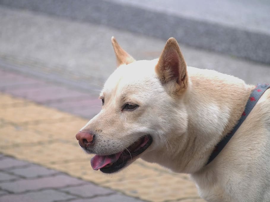 Mix, perro, híbrido, mediano, Ishigaki, centro de salud pública, taro, ryukyu, otsu park, yokosuka