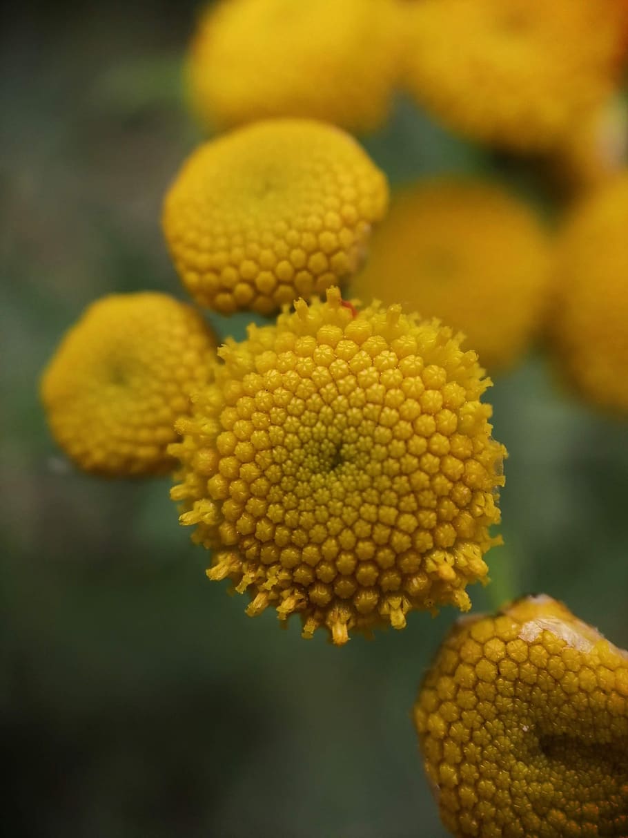 tanacetum vulgare, tansy, flower, inflorescences, flora, yellow, close-up, freshness, growth, plant